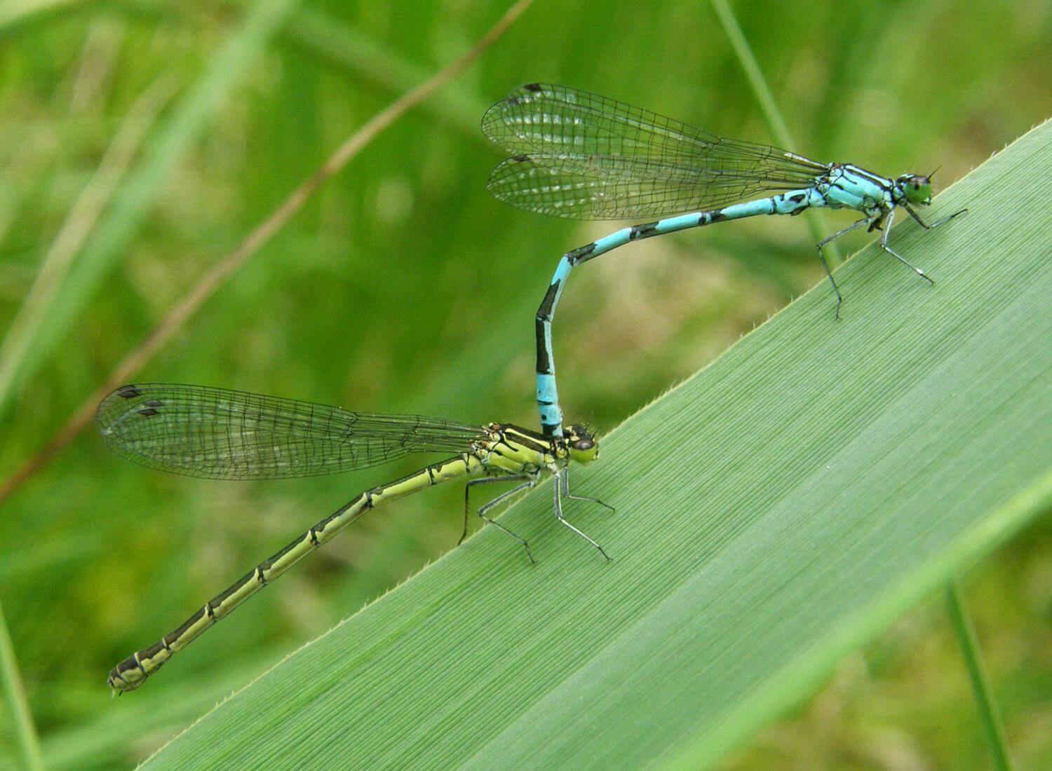 Tandem Northern Damselfly by Ewoud van der Ploeg